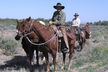 Comfortable Trail Riding Saddles